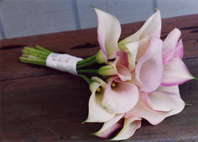 plae pink mini calla lilies