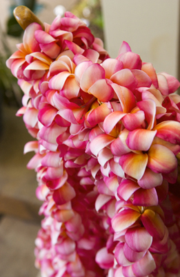 pink plumeria leis from Maui